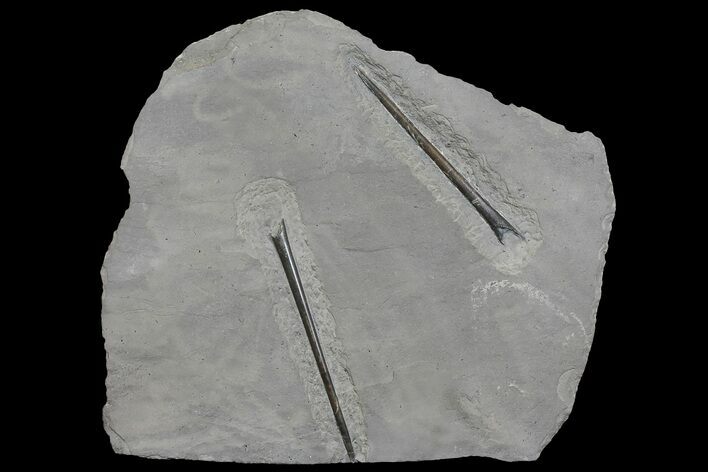 Two Jurassic Belemnites (Youngibelus) - Posidonia Shale #167845